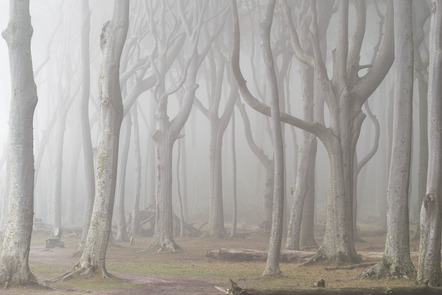 Nebel im Gespensterwald - Ralf Prien (Fotostammtisch Teterow)