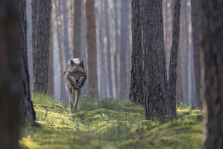 Wolf-Gang - Hilgendorf, Brita (Urkunde, LaFo Einzelbilder)