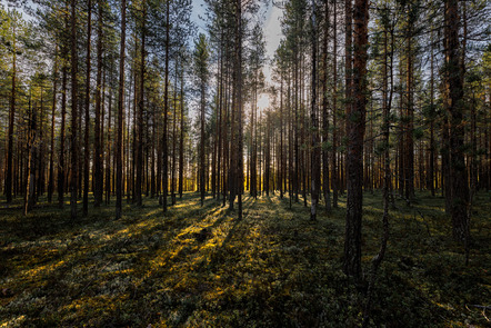 Nachmittags im Storforsen-Wald (Uwe Hantke)