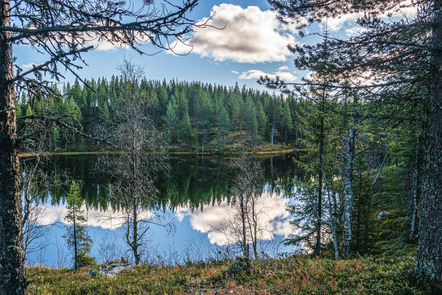 Waldsee (Ralf Hering)