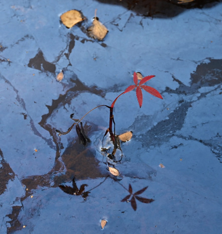 Rot und Blau—Konrad Lanz