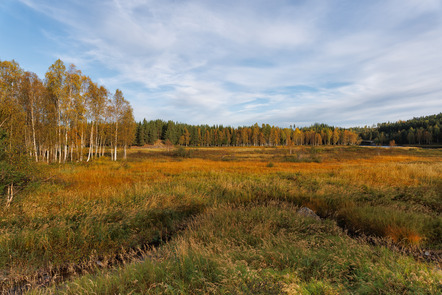 Birkenwäldchen am Storforsen (Birgit Hantke)